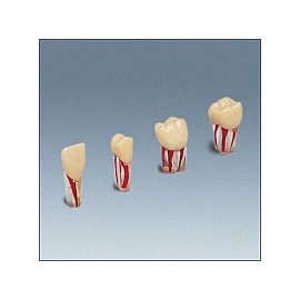 Modele zębów endodontycznych