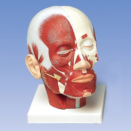 Model głowy z układem mięśniowym