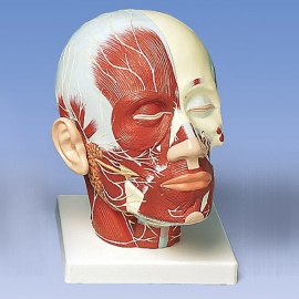 Model głowy z układem mięśniowym i nerwowym
