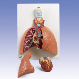 Model płuc