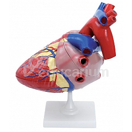 Model serca człowieka 4x, 3-częściowy