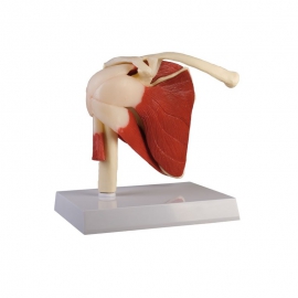 Model stawu ramieniowego z mięśniami