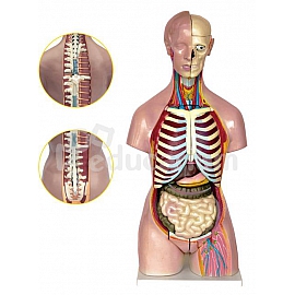 Model tułowia człowieka 55-częściowy - unisex