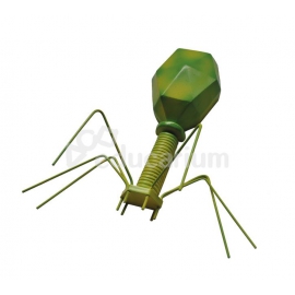 Model wirusa - bakteriofag