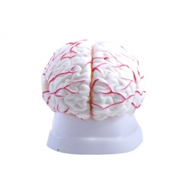 Mózg z naczyniami - model