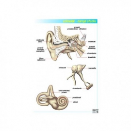 05 Narząd słuchu - ucho