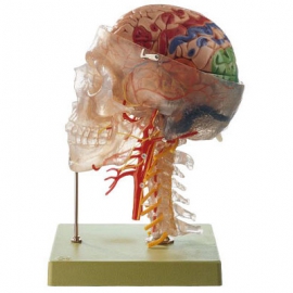 Neuroanatomiczny Model Głowy