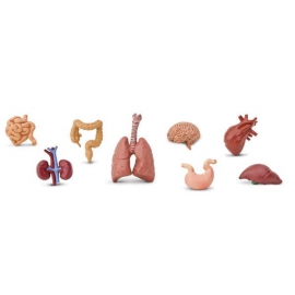 Organy człowieka - miniaturki