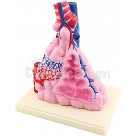 Pęcherzyki płucne człowieka - model na podstawie