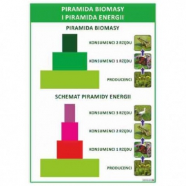 Piramida biomasy i piramida energii
