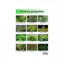 Rośliny pospolite