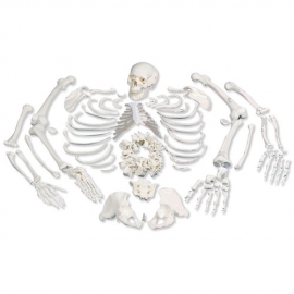 Rozmontowany pełny szkielet