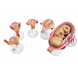 Rozwój prenatalny człowieka - 7 części - 5 stadiów