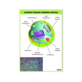 Schemat budowy komórki grzyba