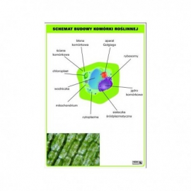 Schemat budowy komórki roślinnej