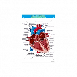 015 Budowa wewnętrzna serca
