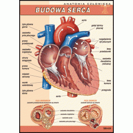 Serce człowieka