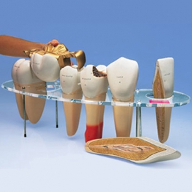 Seria Morfologii Zębów
