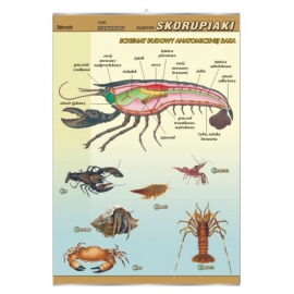 Skorupiaki – budowa anatomiczna