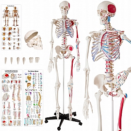 Szkielet anatomiczny z oznaczeniem mięśni