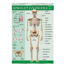 Szkielet człowieka