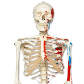 Szkielet Anatomiczny