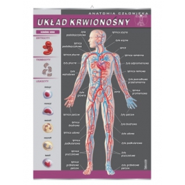 Układ krwionośny