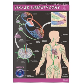 Układ limfatyczny