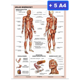Układ mięśniowy człowieka - plansza
