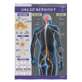 Układ nerwowy