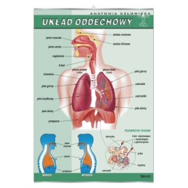 Układ oddechowy