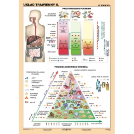 Układ trawienny człowieka cz. II