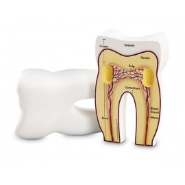 Ząb człowieka - model przekrojowy z pianki