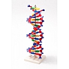 DNA - model EDUKO