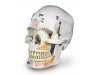 Luksusowa demonstracyjna czaszka - 10 części