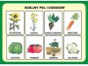Przyroda - Zestaw foliogramów + program CD