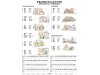 The English Alphabet