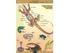 Zoologia - 11 plansz