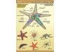 Zoologia - 11 plansz