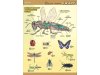 Zoologia - 11 plansz