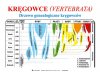Zoologia część II- zestaw plansz