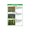 Ekosystem lasu i jego zagrożenia - zestaw plansz