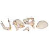 Luksusowa demonstracyjna czaszka - 10 części