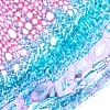 Mikroskop biologiczny MAGUS Bio 230T
