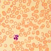 Mikroskop biologiczny MAGUS Bio 230T