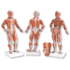 Mini figura mięśniowa