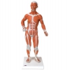 Mini figura mięśniowa