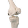 Mini szkielet Shorty