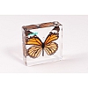 Motyl