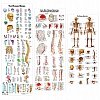 Szkielet anatomiczny z oznaczeniem mięśni